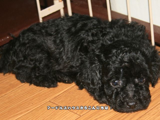 ブラックのトイプードルの子犬。黒が珍しい理由や見かけにくい理由について解説します。