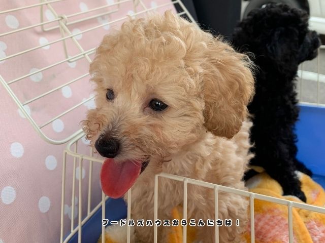 生後3ヶ月頃のアプリコットのトイプードルの子犬