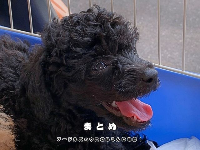 ブラックのトイプードルの子犬とまとめの文字