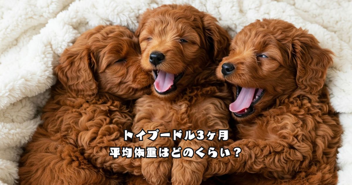 トイプードル3ヶ月の平均体重を解説するアイキャッチ画像
