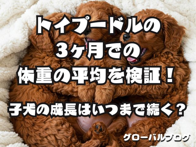 トイプードルの3ヶ月での体重の平均を検証！子犬の成長はいつまで続く？