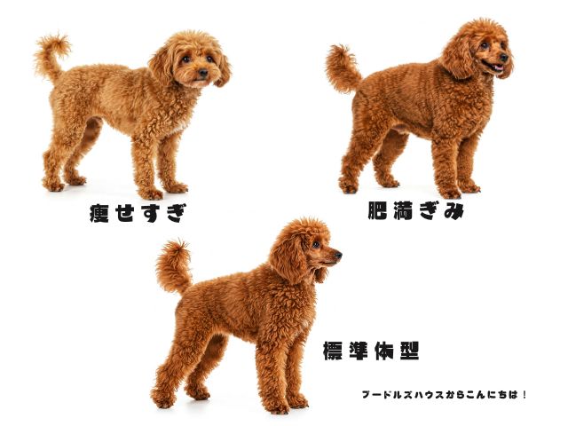 トイプードルの体型比較画像