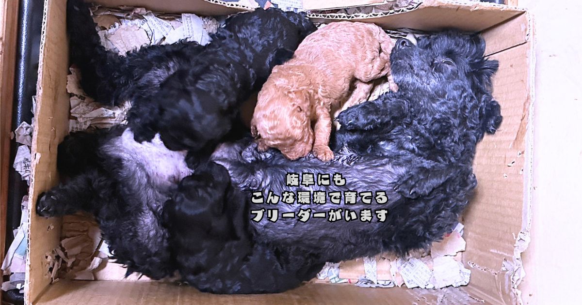 家庭の中で親犬と子犬を大切に育てるプードルズハウスの様子
