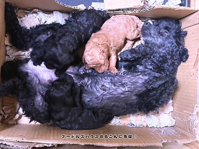 岐阜にも こんな環境で育てる ブリーダーがいます
