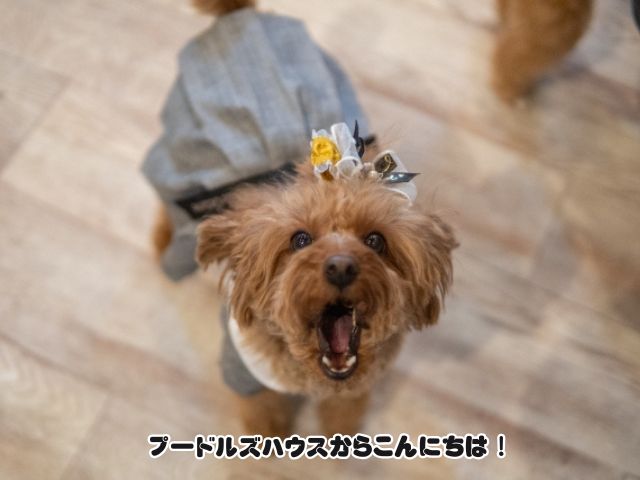トイプードルが吠える理由とやめさせる5つの方法！今日から使える対策まとめの【見出し１】