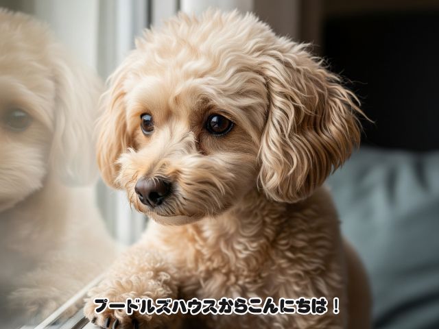トイプードルの「後追い」が激しい！
