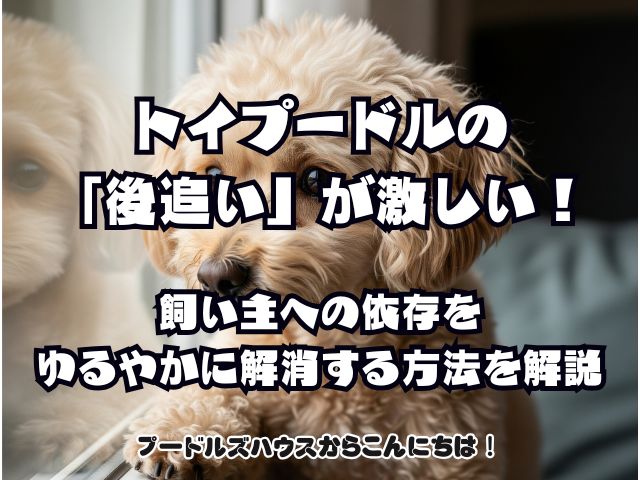 トイプードルの「後追い」が激しい