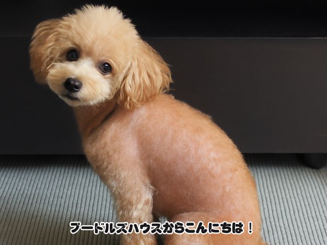 トイプードルの地肌が見えるのは大丈夫？