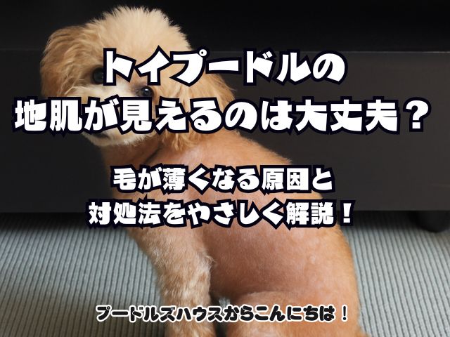 トイプードルの地肌が見えるのは大丈夫？