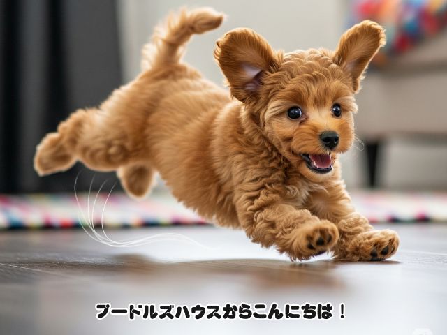 トイプードルの子犬が突然狂ったように暴れる