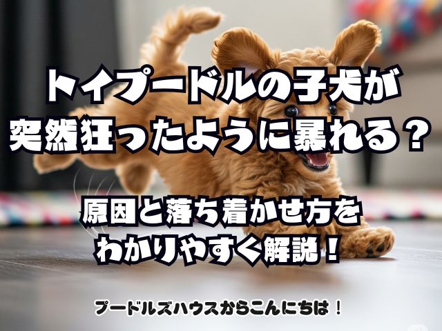 トイプードルの子犬が突然狂ったように暴れる