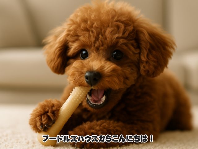 トイプードルの歯の生え変わりで噛み癖が急増！