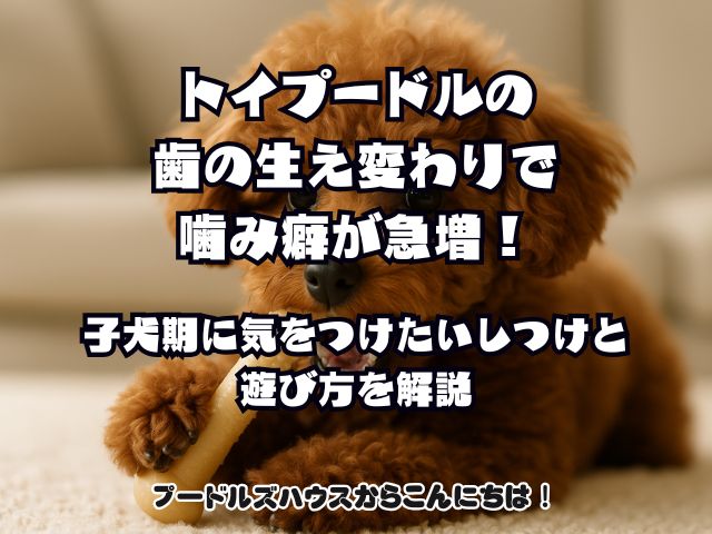 トイプードルの歯の生え変わりで噛み癖が急増