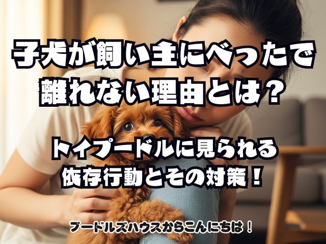 子犬が飼い主にべったりで離れない理由とは？