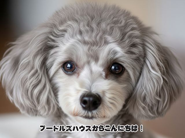 癒しの力の源はトイプードルのまなざしに！