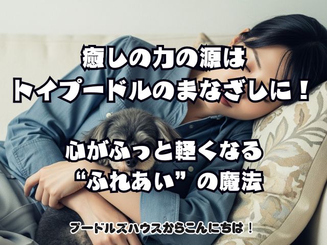 癒しの力の源はトイプードルのまなざしに！