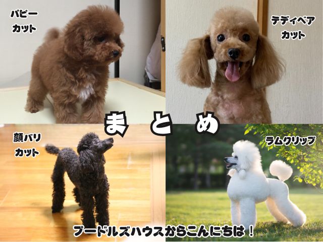トイプードル【カットの比較 まとめ】