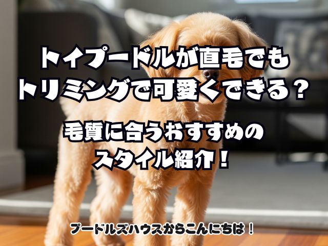 トイプードルが直毛でもトリミングで可愛くできる？