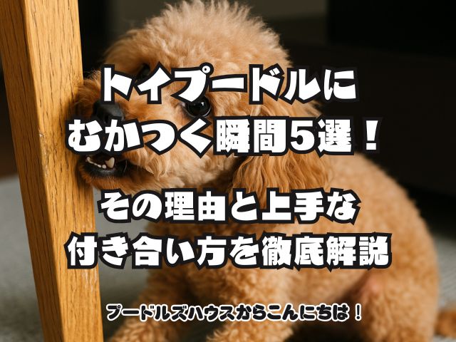 トイプードルにむかつく瞬間5選！その理由と上手な付き合い方を徹底解説