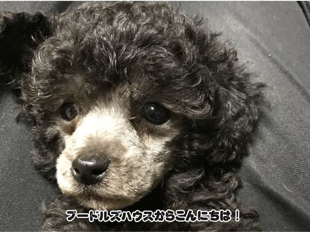 トイプードルのシルバー【アップ】