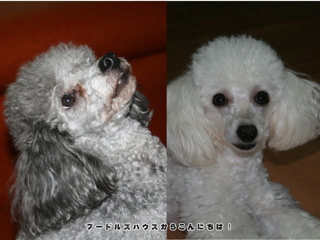 プードルズハウスで大切に育ててきたシルバーとホワイトのトイプードル親犬の写真