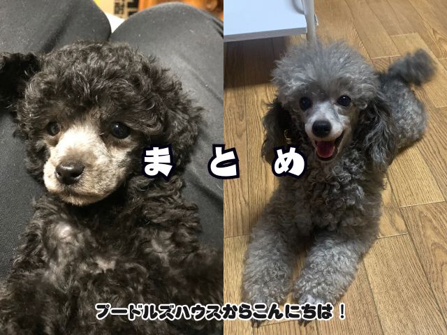 トイプードルのシルバーの選び方5選を紹介！【まとめ】