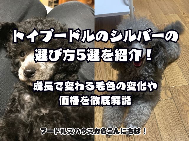 トイプードルのシルバーの選び方5選を紹介！