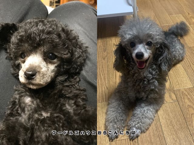 子犬の頃は黒かったトイプードルが成長してシルバーへ変化した様子を比較した写真