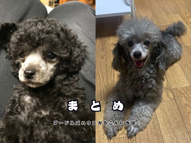 トイプードルのシルバーが子犬の頃の黒っぽい毛色から成犬で美しいシルバーへ変化した様子を比較した写真