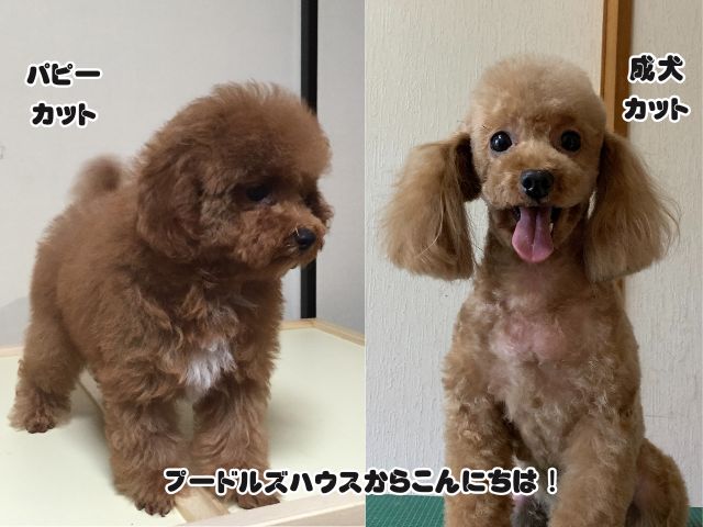 トイプードルのパピーカットはいつまで続けられる？