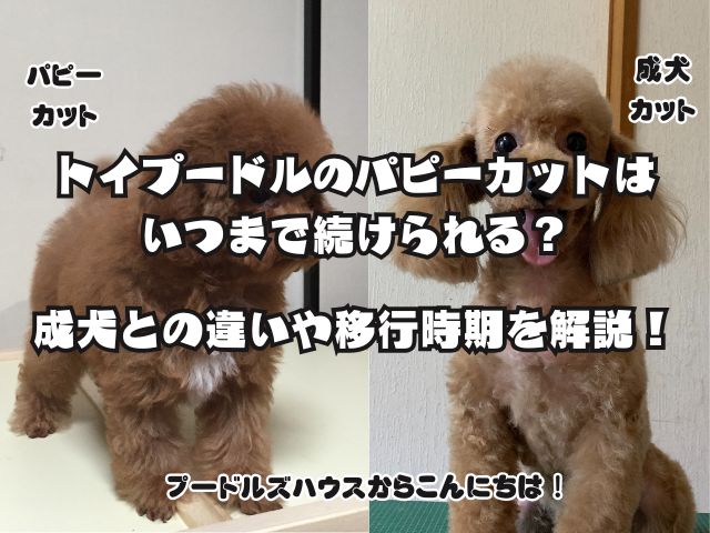トイプードルのパピーカットはいつまで続けられる？成犬との違いや移行時期を解説！