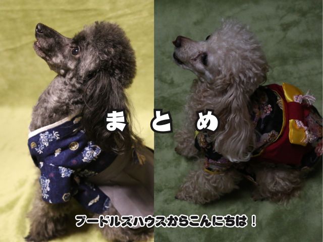 トイプードルのマズルの見分け方は難しい？【まとめ】