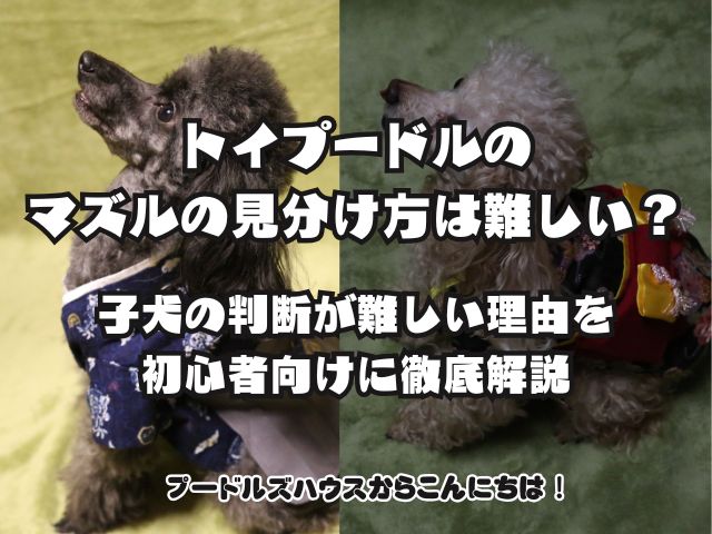 トイプードルのマズルの見分け方は難しい？子犬の判断が難しい理由を初心者向けに徹底解説