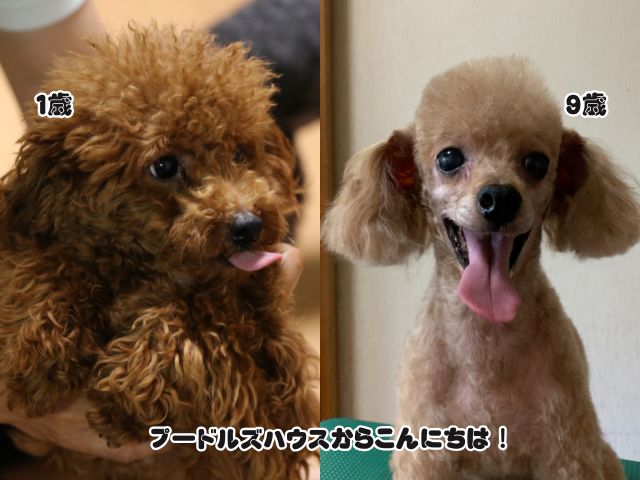 トイプードルのレッドの退色はいつから？