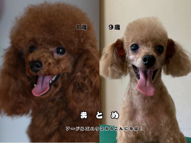 年齢とともに退色したレッドのトイプードルの写真