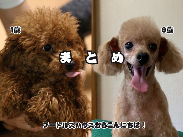 トイプードルのレッドの退色はいつから？【まとめ】