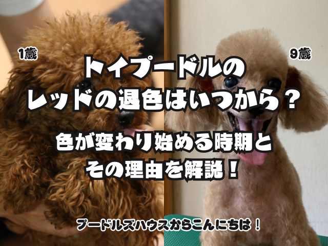 トイプードルのレッドの退色はいつから？色が変わり始める時期とその理由を解説！