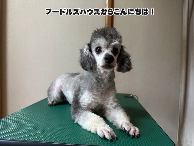 トイプードルの足のカットを短めにするメリットとデメリット！