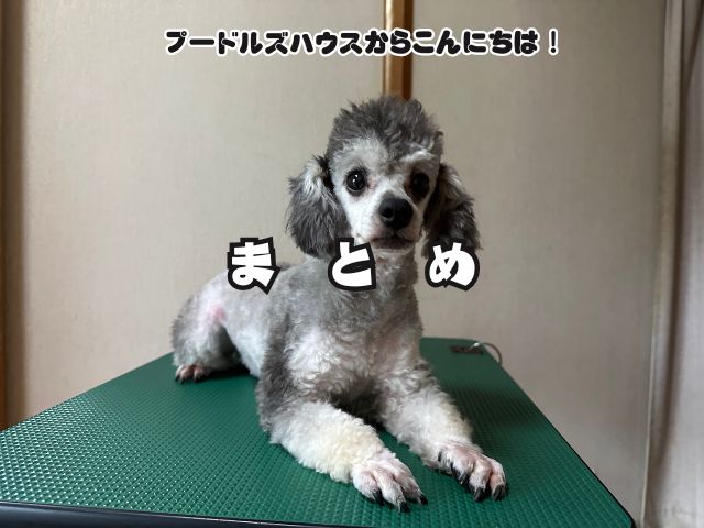 トイプードルの足のカットを短めにするメリットとデメリット！【まとめ】