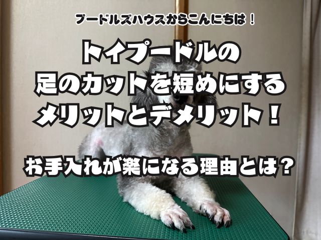 トイプードルの足のカットを短めにするメリットとデメリット！お手入れが楽になる理由とは？