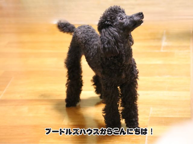 トイプードルは足が長いと大きくなる？