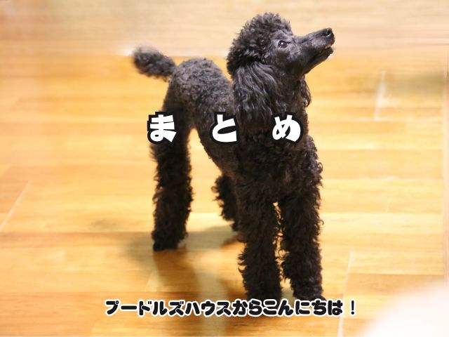 トイプードルは足が長いと大きくなる？【まとめ】