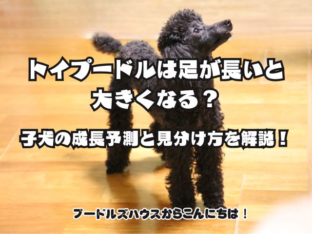 トイプードルは足が長いと大きくなる？子犬の成長予測と見分け方を解説！