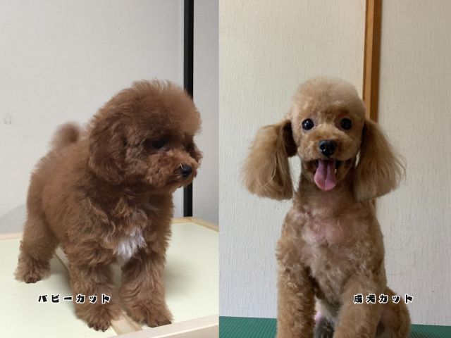 パピーカットと成犬カットの比較写真