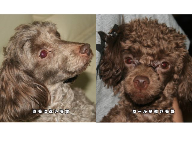 トイプードルの直毛に近い毛質とカールが強い毛質の比較