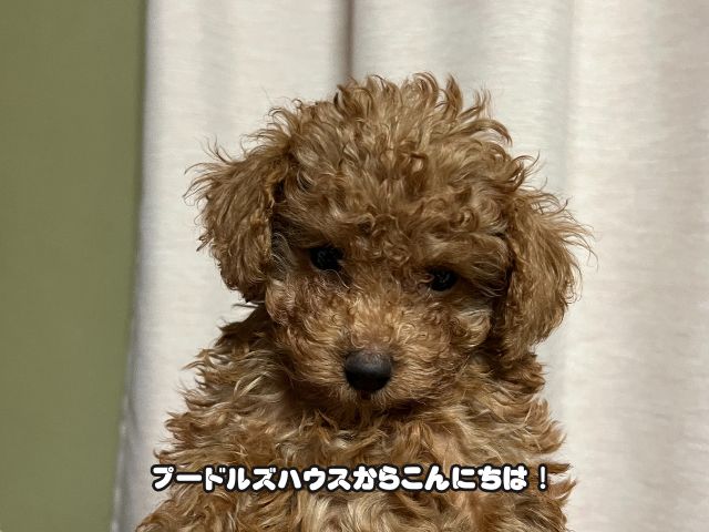 トイプードル ブサイク期っていつ頃？