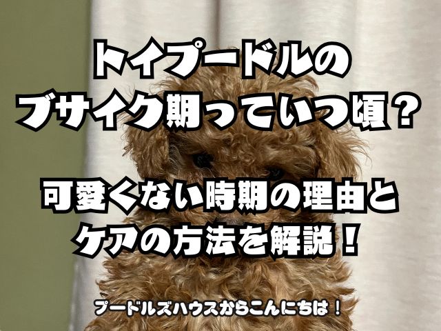 トイプードル ブサイク期っていつ頃？可愛くない時期の理由とケアの方法を解説！