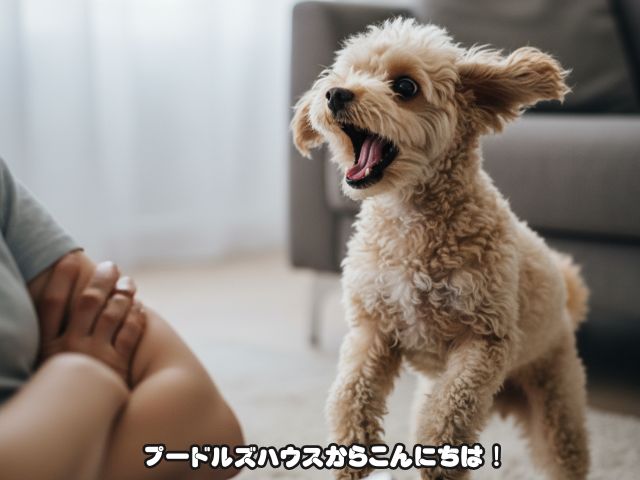 トイプードルが憎たらしいと感じる瞬間とは？