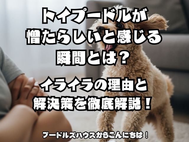 トイプードルが憎たらしいと感じる瞬間とは？イライラの理由と解決策を徹底解説！