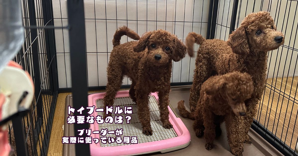 ケージやトイレトレー、給水器を実際に使用しているトイプードルの子犬たち